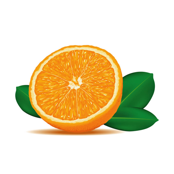 Realistic Ripe and Fresh Orange Cut Vector on iSolated White Background. - Vector, Image