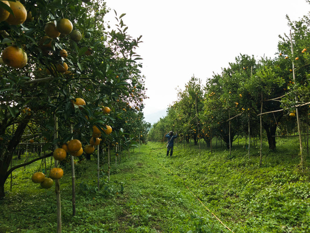 Οι αγρότες ποτίζουν τα πορτοκαλί χωράφια - Φωτογραφία, εικόνα