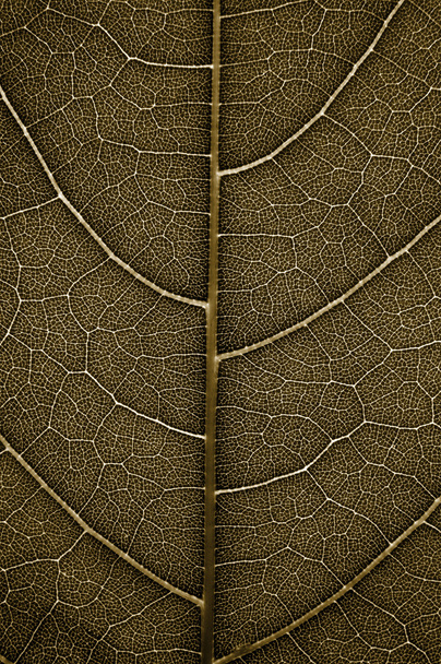 Grunge Leaf detail - Photo, Image