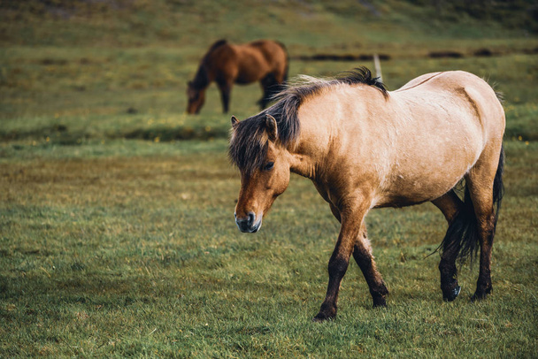 Icelandic horse in scenic nature of Iceland. - Valokuva, kuva