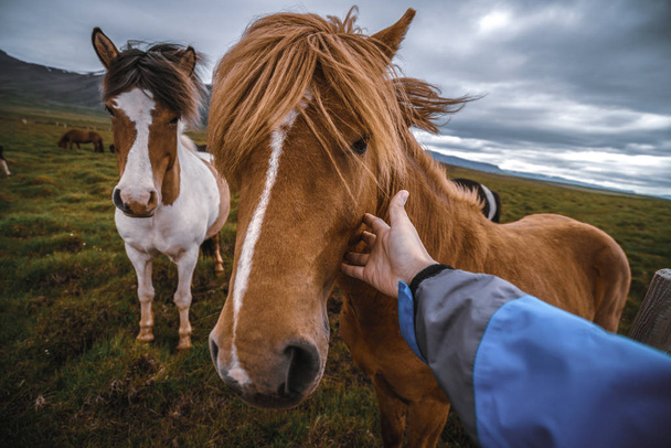 Izland festői jellegű izlandi ló. - Fotó, kép