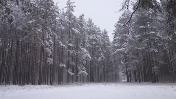 in winter forest snow falls among the trees - Footage, Video