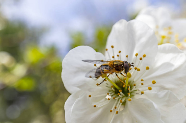 lähikuva mehiläinen kevään kukka luonnossa
 - Valokuva, kuva