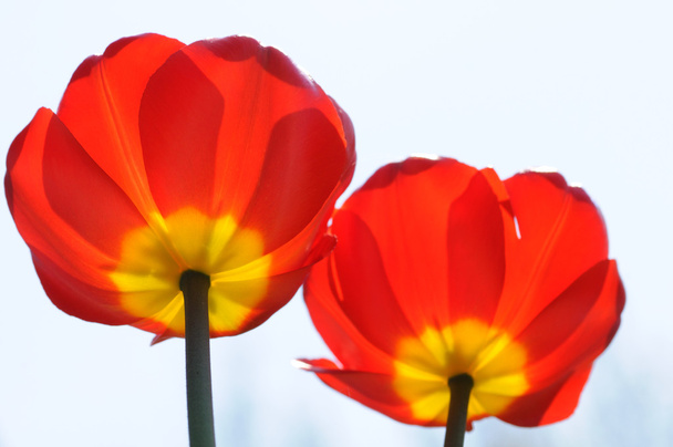 Дві червоні квіти
 - Фото, зображення
