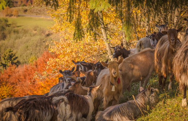 Troupeau de chèvres dans les Carpates
 - Photo, image