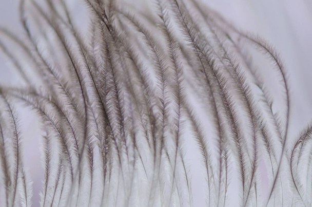 Macro shot ostrich feathers - Fotografie, Obrázek