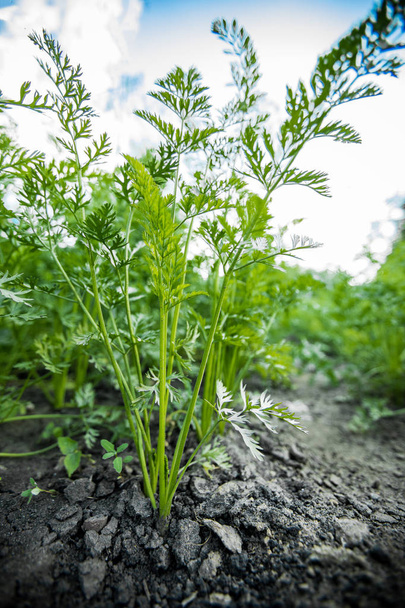 Mrkev roste na zahradě. pěstování zeleniny na otevřeném hřišti - Fotografie, Obrázek