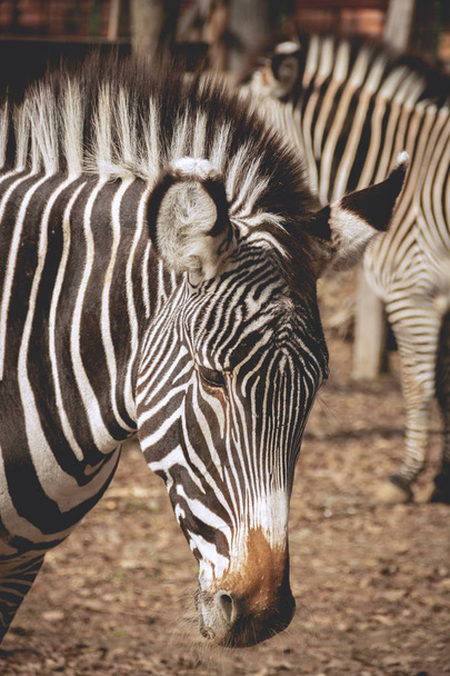 Sad looking zebra at the zoo - Valokuva, kuva