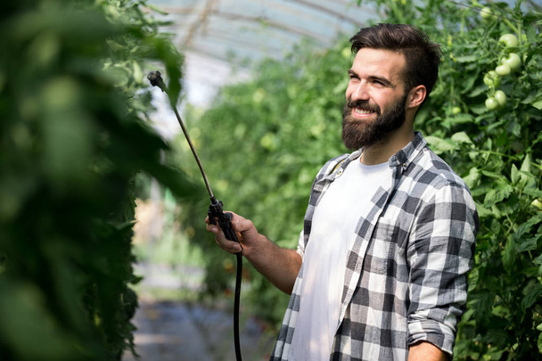Man spraying and protecting tomato plant in greenhouse - Photo, image