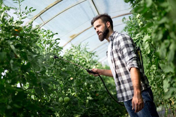 Attractive happy male farmer working in his greenhouse - Photo, image