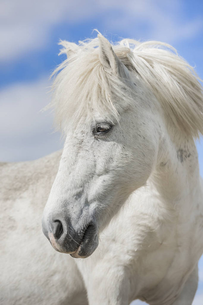 weißes Pony Pferd mit schöner Mähne in der Natur. blauer Himmel. Vertikal. keine Menschen. - Foto, Bild