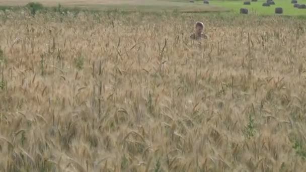jongen loopt op een graanveld. eet spikeletten. - Video