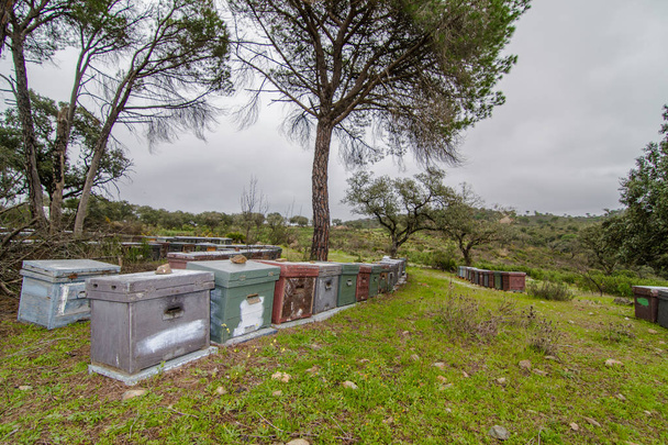 apiary in the field with grass and pine trees - Photo, Image