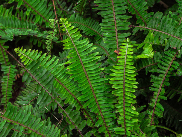 熱帯の緑の低木ネフロピスエクサルタソードシダをクローズアップ。キンバリー クイーン シダ ブッシュ - 写真・画像