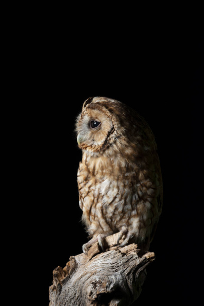 Superbe portrait de Tawny Owl Strix Aluco isolé sur noir en
  - Photo, image