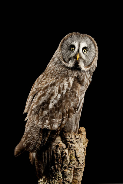 Stunning portrait of Great Grey Owl Strix Nebulosa in studio set - Foto, Imagem