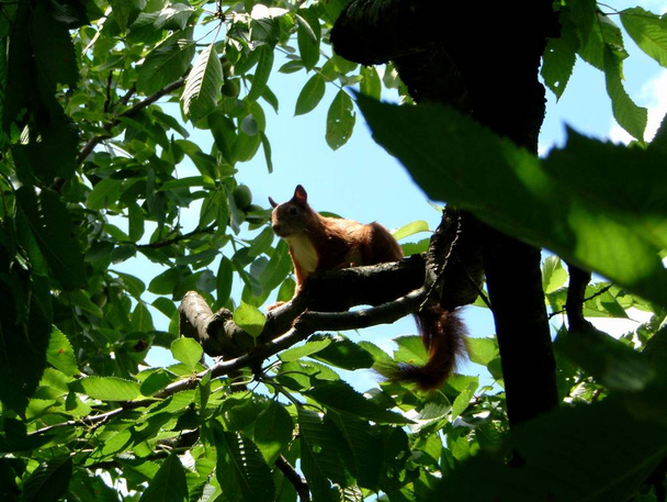 squirrel on a walnut tree - Фото, изображение