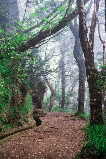 Levada dos Balcoes in Ribeiro Frio, Hiking on trekking trail Vereda dos Balcoes, Forest Ribeiro Frio, Madeira Portugal - Photo, Image