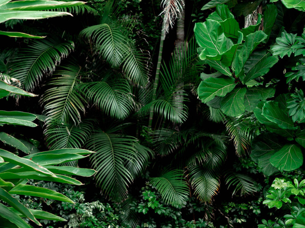 Tropisch regenwoud landschap achtergrond. Tropische jungle palmen, bomen en planten - Foto, afbeelding