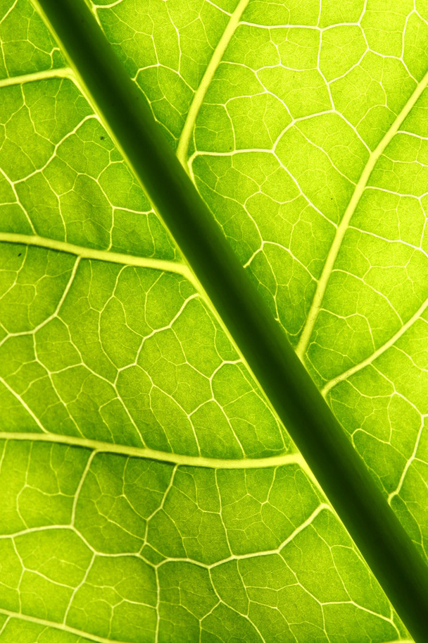 green leaf vein - Foto, Bild