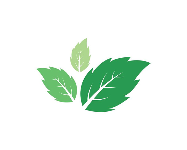 Листья мяты плоские
 - Вектор,изображение
