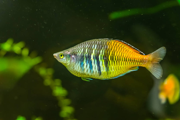 pesce arcobaleno striato in primo piano, animale domestico colorato e popolare in acquacoltura, specie di pesce tropicale e in via di estinzione dal lago Ayamaru in Indonesia
 - Foto, immagini