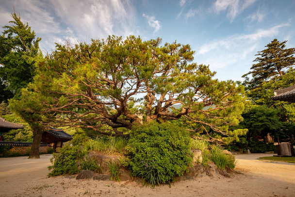 Blízko nádherného borovicového stromu v klášteře Jijiksa, Jižní Ko - Fotografie, Obrázek