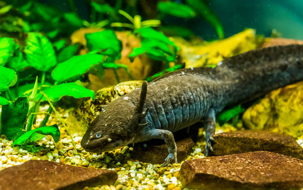 Primer plano de axolotl gris, peces caminantes de México, especie de salamandra acuática popular y en peligro crítico
 - Foto, Imagen