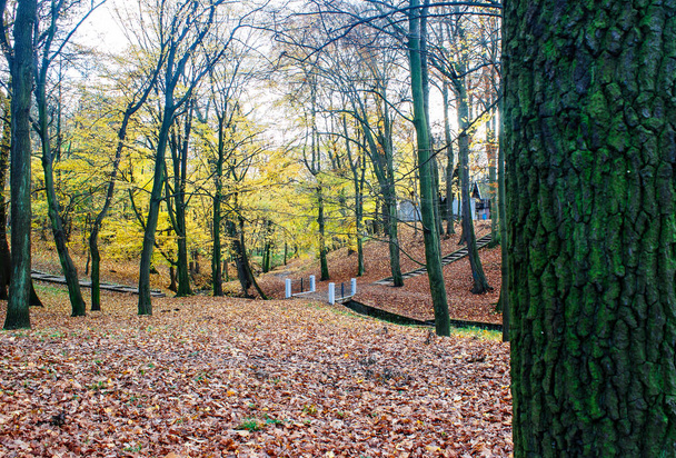 kaupungin puisto syksyllä päivä
 - Valokuva, kuva