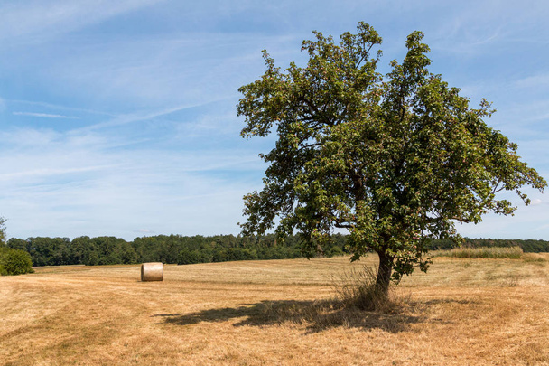 campo raccolto con albero da frutto e rotolo di paglia
 - Foto, immagini