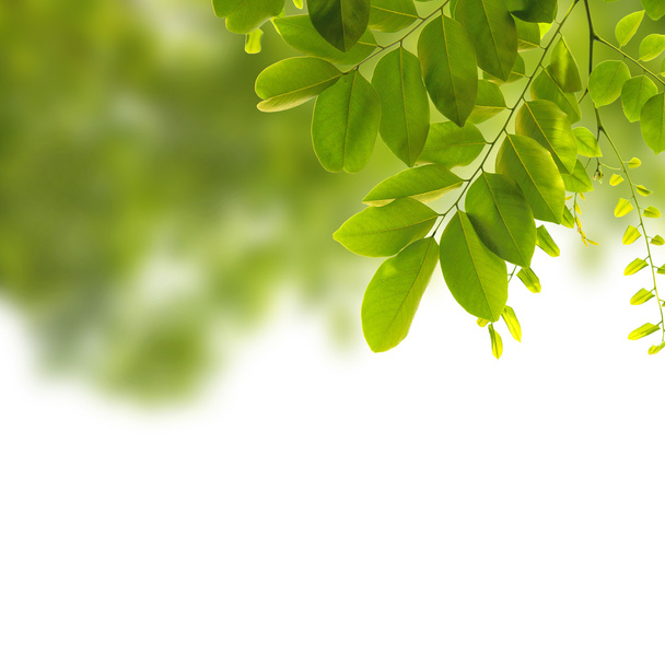 зелене листя фону
 - Фото, зображення