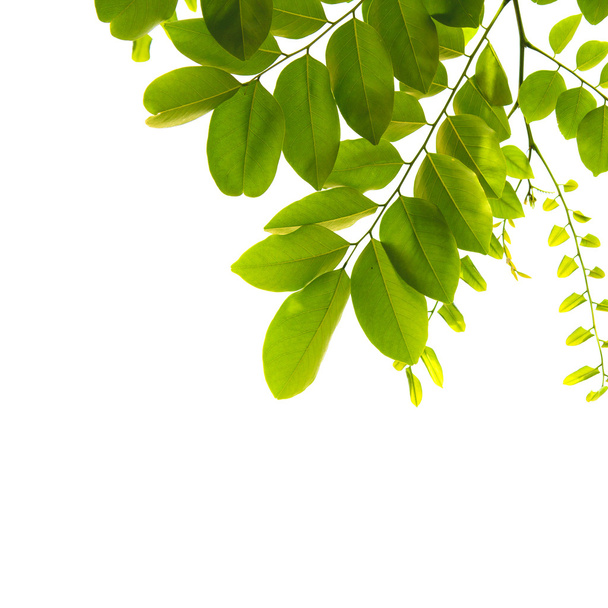 Green leaves on white background - Фото, зображення