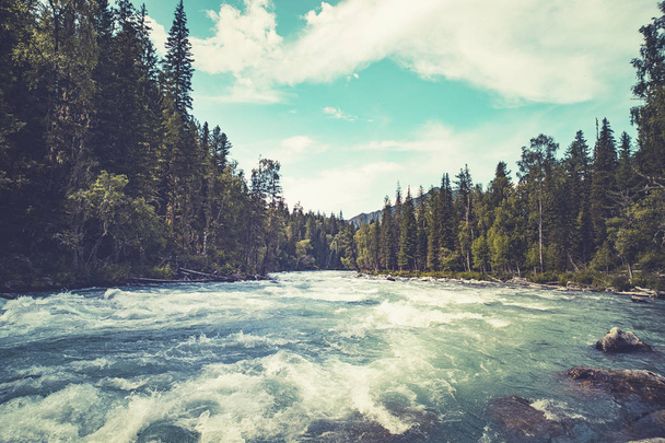 Szybki strumień wody w górskiej rzece z lasem iglastych, Republika Ałtaju, Syberia, Rosja. Piękne krajobrazy. Dzikie zwierzęta Taiga. Gwałtowny przepływ turbulentnych rzek - Zdjęcie, obraz