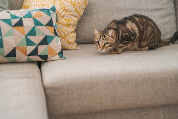 Piękne włosy krótkie kot leżący na kanapie w domu - Zdjęcie, obraz