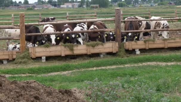 vacas jóvenes terneros comen heno en un corral
 - Metraje, vídeo