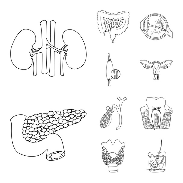 Vector illustration of body and human sign. Set of body and medical stock symbol for web. - Διάνυσμα, εικόνα