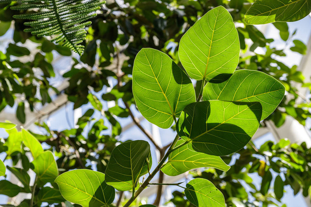 ficus benghalensis stammt aus Indien und dem Himalaya. große grüne Blätter des Ficus - Foto, Bild