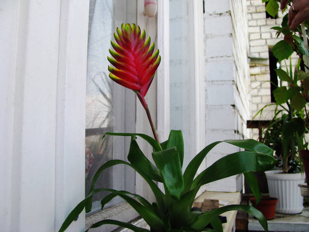 Цветущее растение Вриесия Килеватая, на балконе
 - Фото, изображение