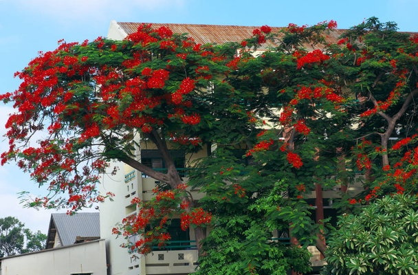 Increíble paisaje urbano con gran follaje de flor de fénix tre
 - Foto, Imagen