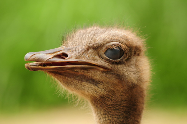 struisvogel portret - Foto, afbeelding
