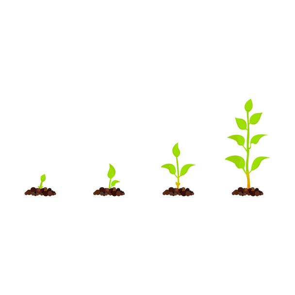 sprout growth stage - Vector, Image