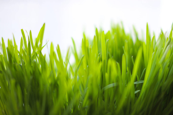 juicy grass on a white background - Zdjęcie, obraz