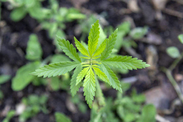 Зелений гілка канабісу з п'ятьма листям пальців, квітуча рослина марихуана для легалізації медичної коноплі
 - Фото, зображення
