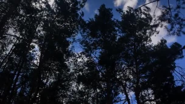 Incline troncos de árvores e galhos silhuetas contra um céu azul com luz solar irradiando através
 - Filmagem, Vídeo