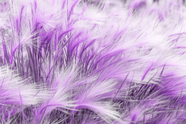 Красивая крапива листья фиолетовой листвы естественный цветочный фон папоротника. Ультра-фиолетовый креативный и капризный цвет картины
. - Фото, изображение