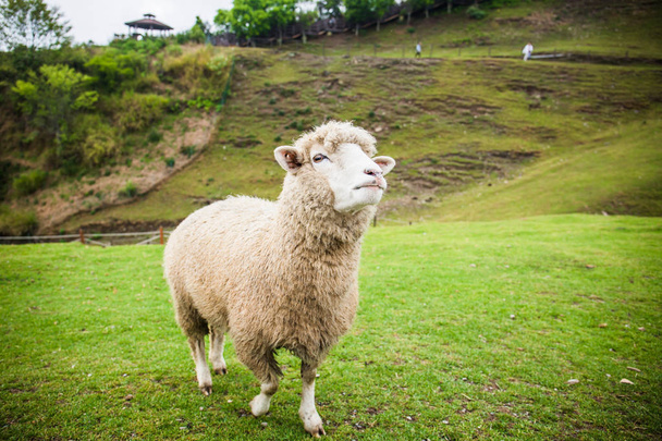 Ένα πρόβατο στη φάρμα Qingjing, Ταϊβάν  - Φωτογραφία, εικόνα