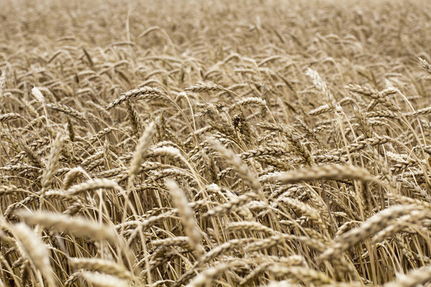 Tarlada buğday dikenleri var. Buğday sivri deseni. Buğday çivilerinin arka planı. - Fotoğraf, Görsel