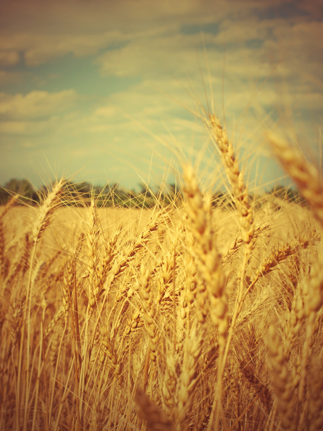 Yellow ripe wheat ears on field. - Photo, Image