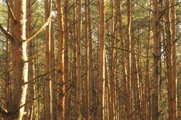Натуральний квітковий фон з лісовими ялинами на сонячному світлі
 - Фото, зображення