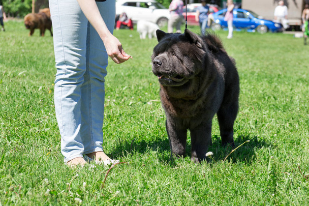 Owner is feeding its chow chow. Cute chow is standing on a green grass. Pet animals. - Foto, afbeelding